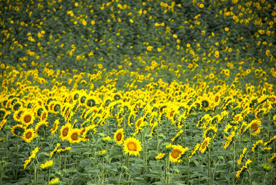 Full frame shot of yellow flowering plants on field