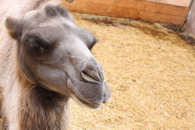 Close-up of a horse in zoo