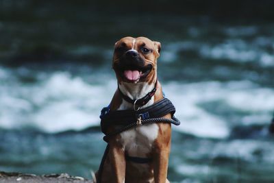 Portrait of dog standing outdoors