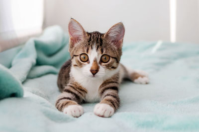 Portrait of cat relaxing on bed at home