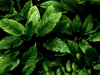 Full-frame freshness tropical leaves surface texture in dark tone as rife nature background