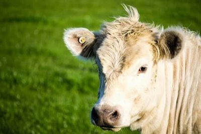 Close-up portrait of horse on grassy field