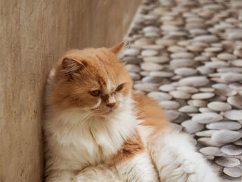 Close-up of cat sitting on floor