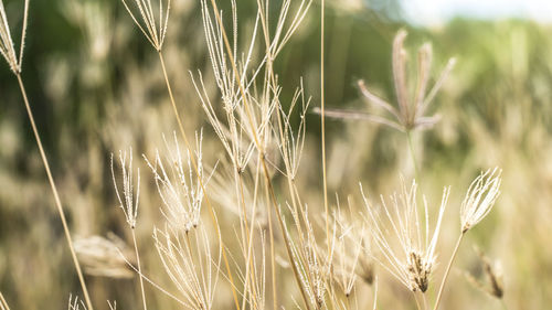 Close-up of wheat growing on field