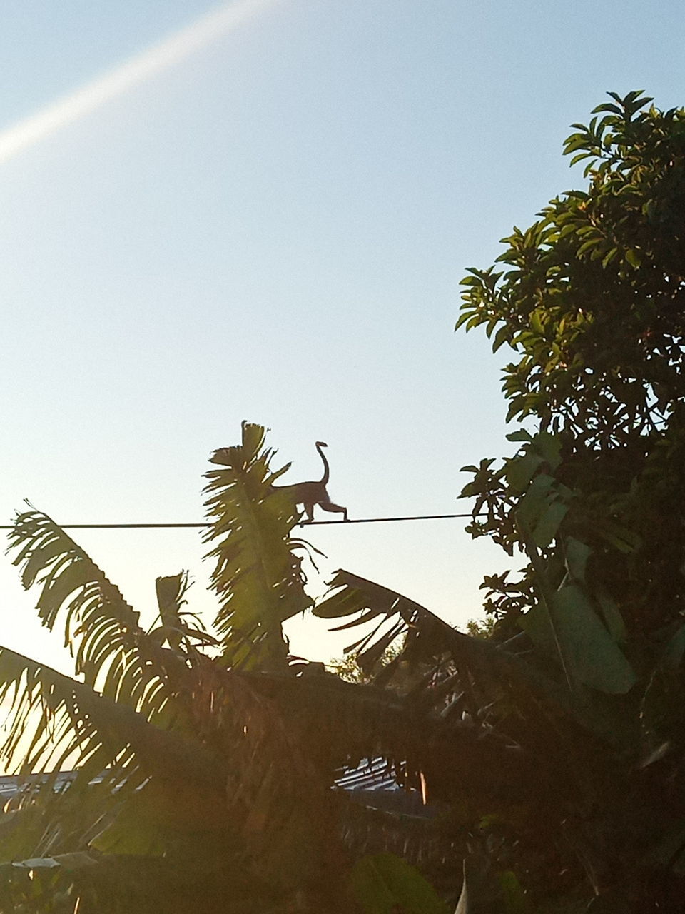 LOW ANGLE VIEW OF BIRD PERCHING ON PALM TREE