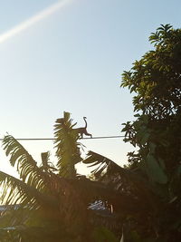 Low angle view of bird perching on palm tree against sky