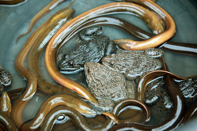 High angle view of eels and frogs in water