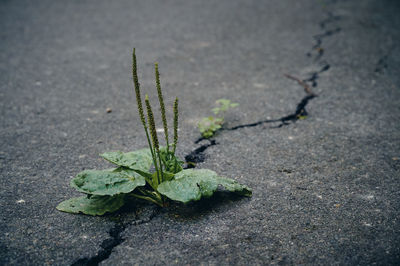 High angle view of plant on road