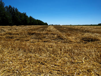 Scenic view of agricultural field against clear blue sky