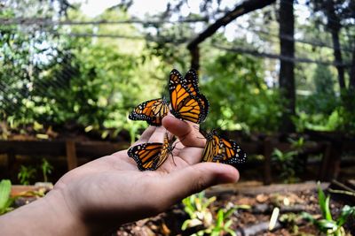 Close-up of hand holding butterfly