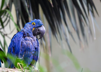 Close-up of bird