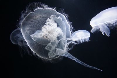 Close-up of jellyfish swimming in sea