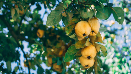 Low angle view of fruits on tree