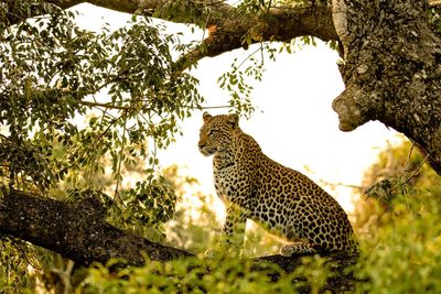 View of leopard on tree