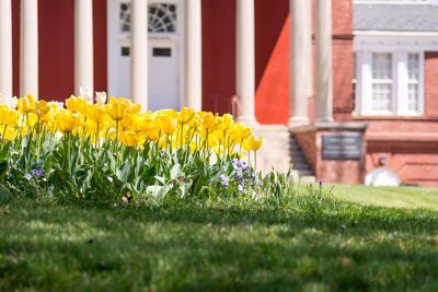 Close-up of yellow flowers blooming in lawn