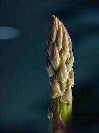 Close up of a asparagus against dark background