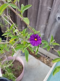 High angle view of purple flowering plant