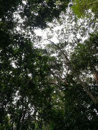 Low angle view of trees against sky