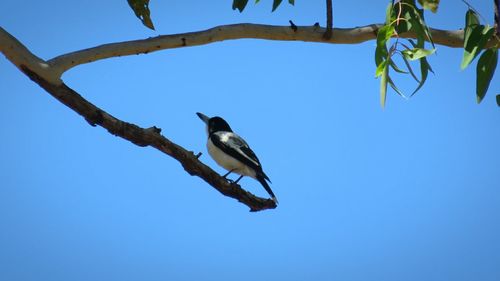 Low angle view of birds perching on tree