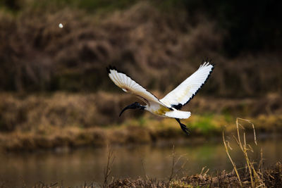 Bird flying over a field