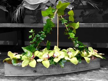 Plant growing on a wall