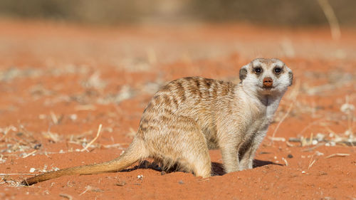 Portrait of meerkat on field