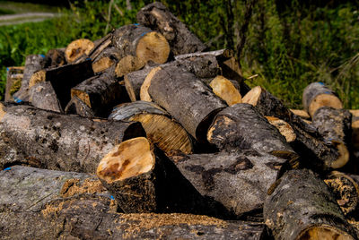 Close-up of logs on rocks