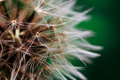 Close-up of dandelion against blurred background