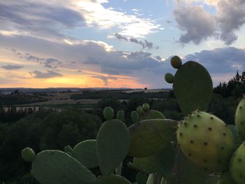 Close-up of prickly pear cactus against sky