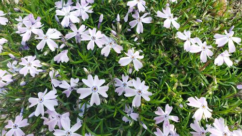 High angle view of white flowering plant