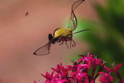 Close-up of flying hummingbird hawkmkth