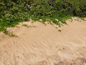 High angle view of sand dunes at beach