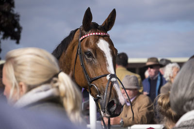 Close-up of a brown horse 