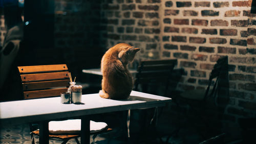 Cat sitting on table