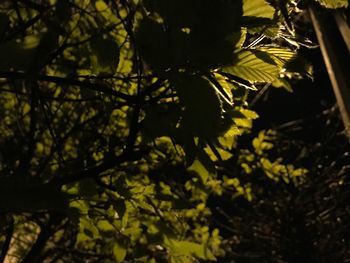 Low angle view of flower tree