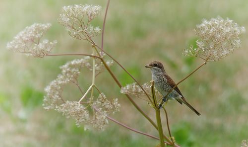 Close-up of bird perching on plant