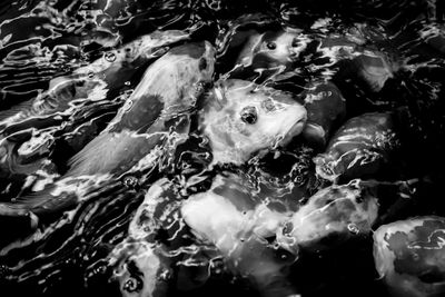 Close-up of fish swimming in sea