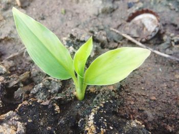 Close-up of plant growing outdoors