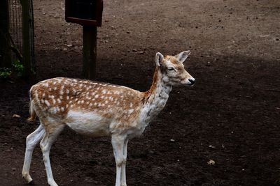Side view of deer standing on land