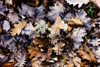 High angle view of dry maple leaves on road