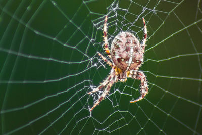 Close-up of spider on web