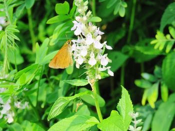 Close-up of butterfly perching on plant