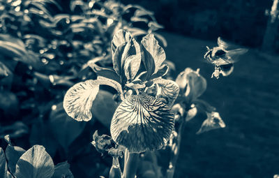 Close-up of wilted flowering plant