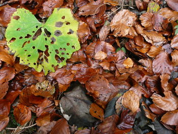 Full frame shot of autumnal leaves on land