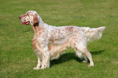 Side view of a dog on field