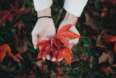 Cropped hands holding maple leaves 