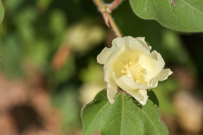 Close-up of yellow rose flower