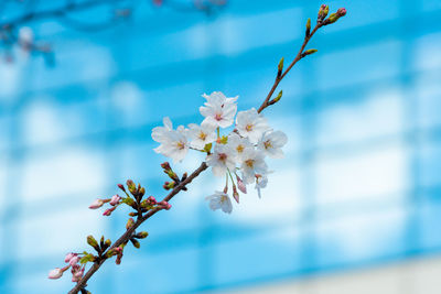 Close-up of cherry blossoms in spring