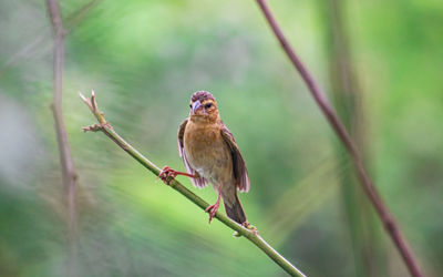 Close-up of bird perching on branch