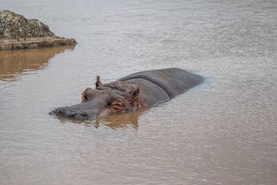 Turtle swimming in river